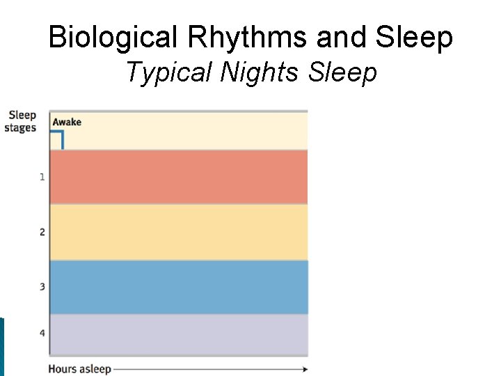 Biological Rhythms and Sleep Typical Nights Sleep 
