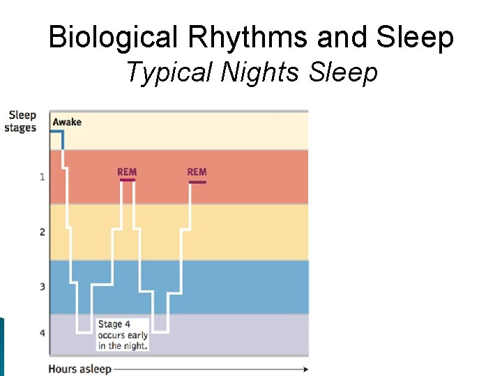 Biological Rhythms and Sleep Typical Nights Sleep 