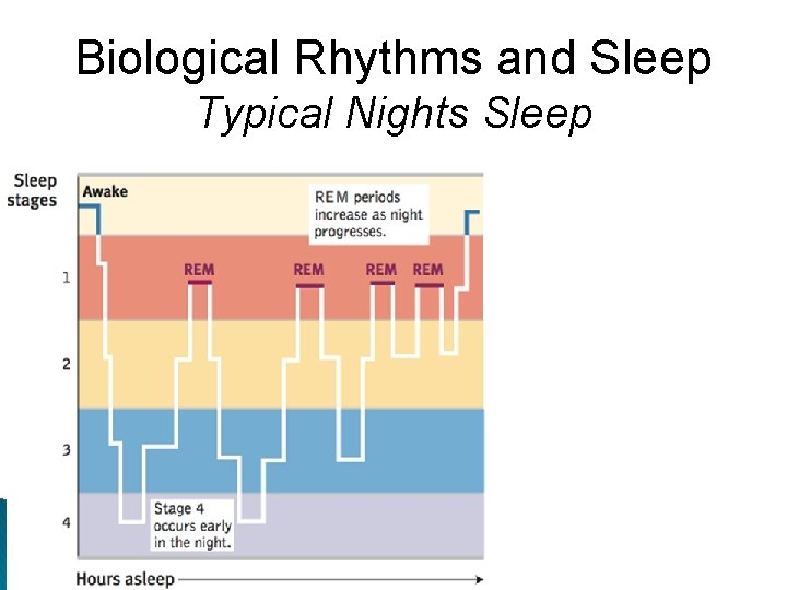Biological Rhythms and Sleep Typical Nights Sleep 