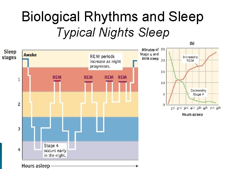 Biological Rhythms and Sleep Typical Nights Sleep 