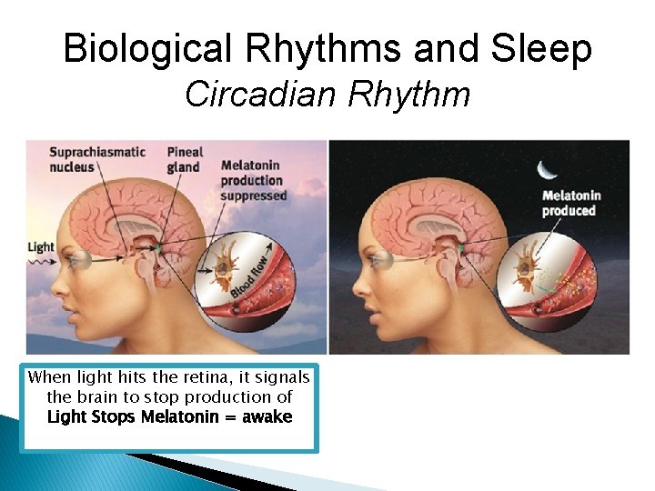 Biological Rhythms and Sleep Circadian Rhythm When light hits the retina, it signals the