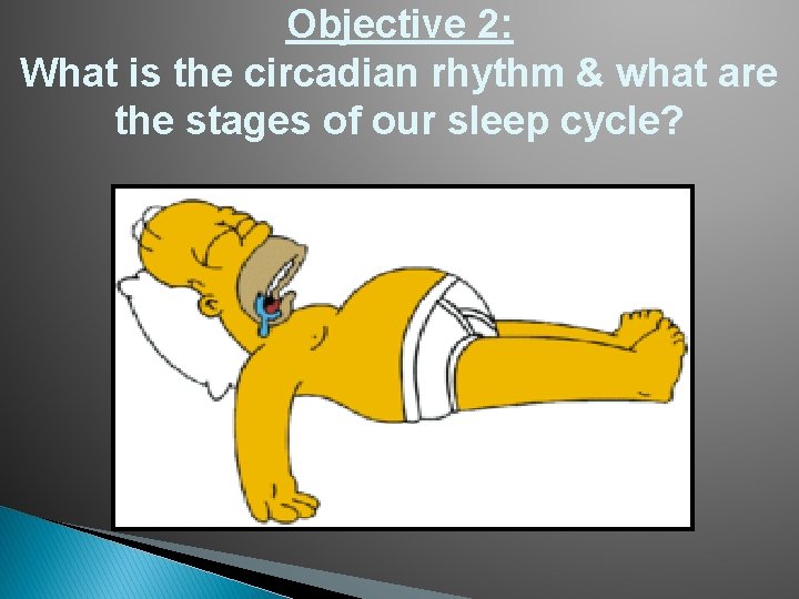 Objective 2: What is the circadian rhythm & what are the stages of our