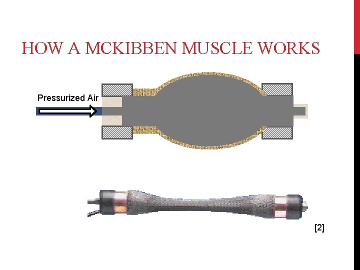 HOW A MCKIBBEN MUSCLE WORKS Pressurized Air [2] 