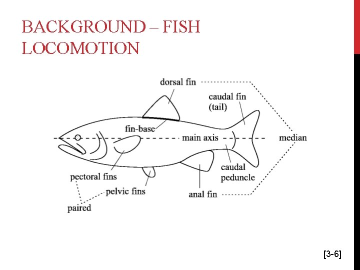 BACKGROUND – FISH LOCOMOTION [3 -6] 
