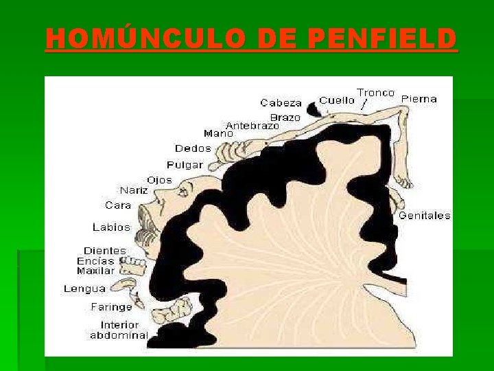 HOMÚNCULO DE PENFIELD 