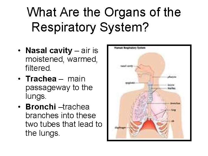 What Are the Organs of the Respiratory System? • Nasal cavity – air is