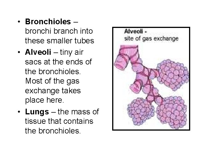  • Bronchioles – bronchi branch into these smaller tubes • Alveoli – tiny