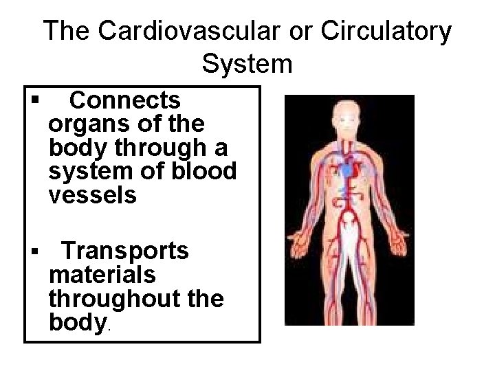 The Cardiovascular or Circulatory System § Connects organs of the body through a system