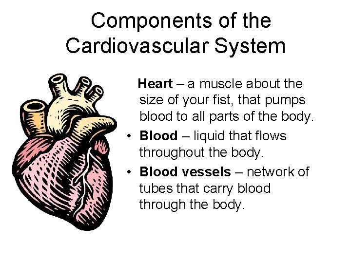 Components of the Cardiovascular System Heart – a muscle about the size of your