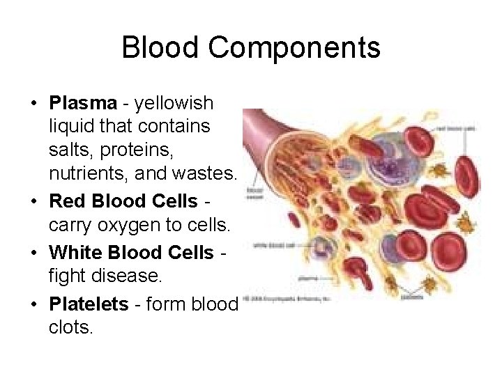 Blood Components • Plasma - yellowish liquid that contains salts, proteins, nutrients, and wastes.