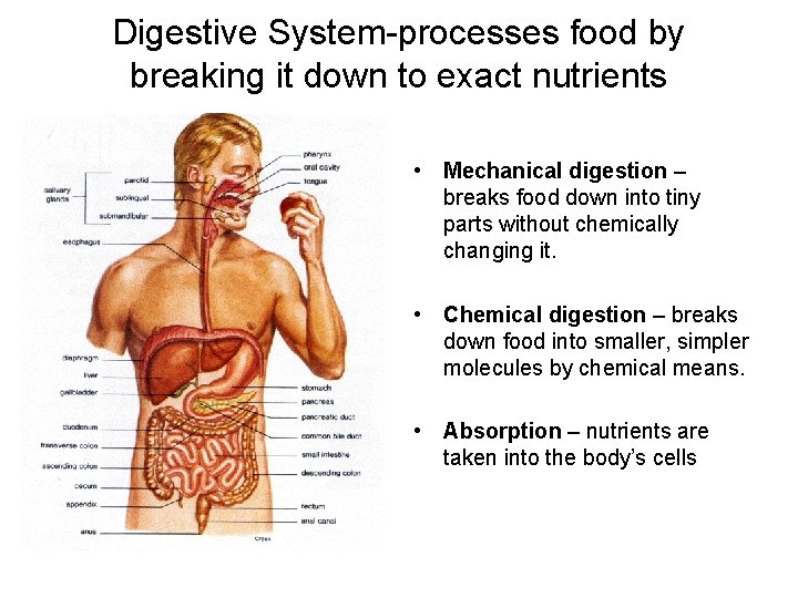 Digestive System-processes food by breaking it down to exact nutrients • Mechanical digestion –