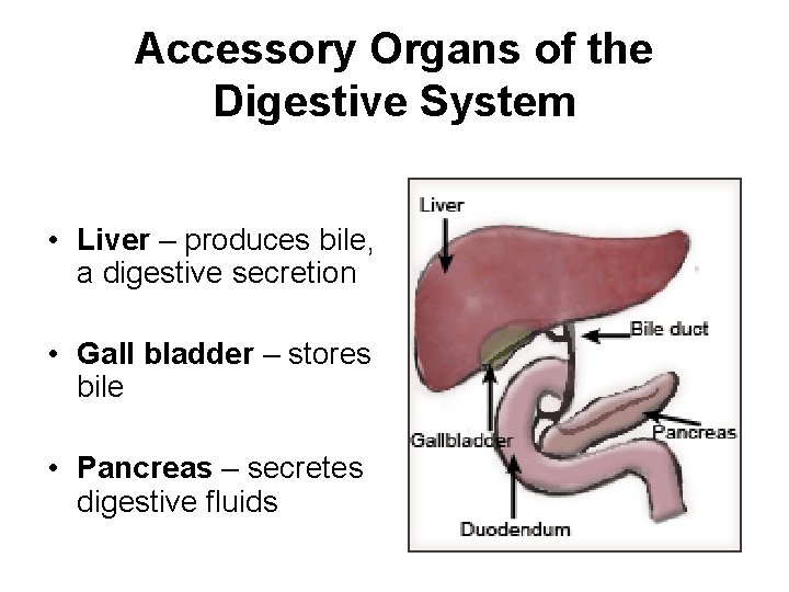 Human Body Systems Overview The Systems Integumentary Skeletal
