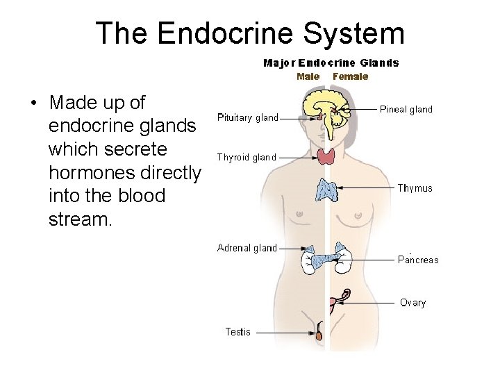 The Endocrine System • Made up of endocrine glands which secrete hormones directly into