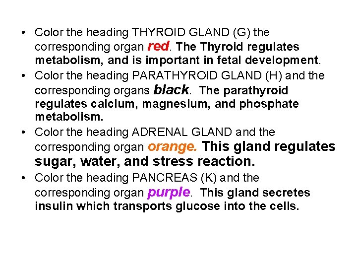  • Color the heading THYROID GLAND (G) the corresponding organ red. The Thyroid