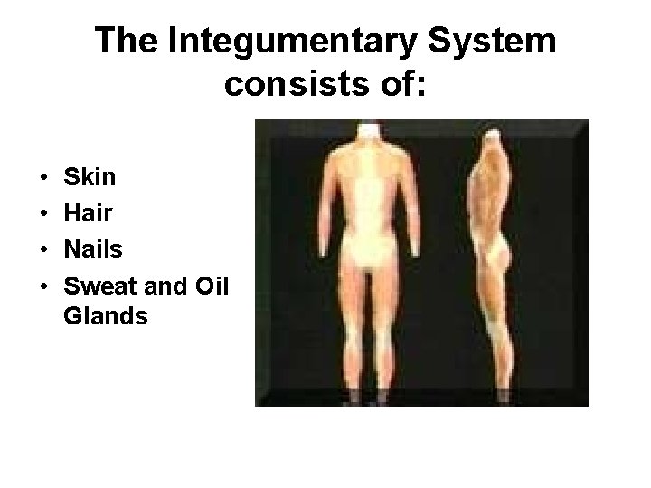 The Integumentary System consists of: • • Skin Hair Nails Sweat and Oil Glands