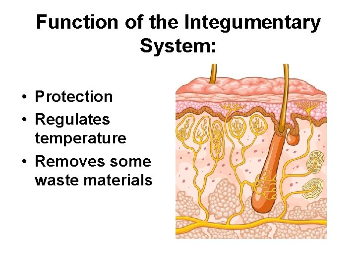 Function of the Integumentary System: • Protection • Regulates temperature • Removes some waste