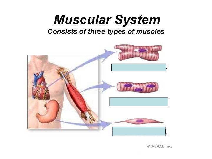 Muscular System Consists of three types of muscles 