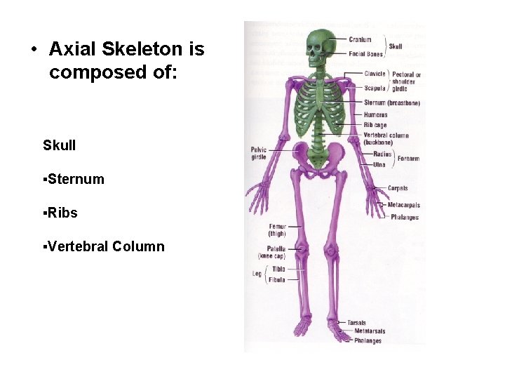  • Axial Skeleton is composed of: Skull ▪Sternum ▪Ribs ▪Vertebral Column 