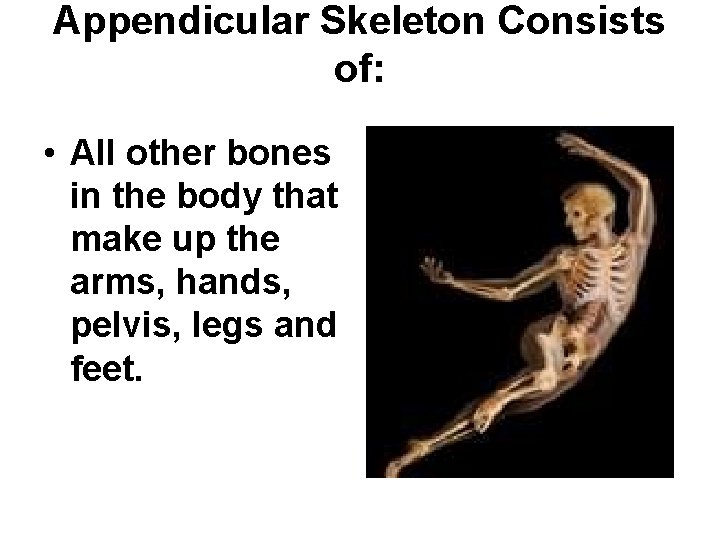 Appendicular Skeleton Consists of: • All other bones in the body that make up