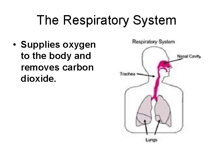 The Respiratory System • Supplies oxygen to the body and removes carbon dioxide. 