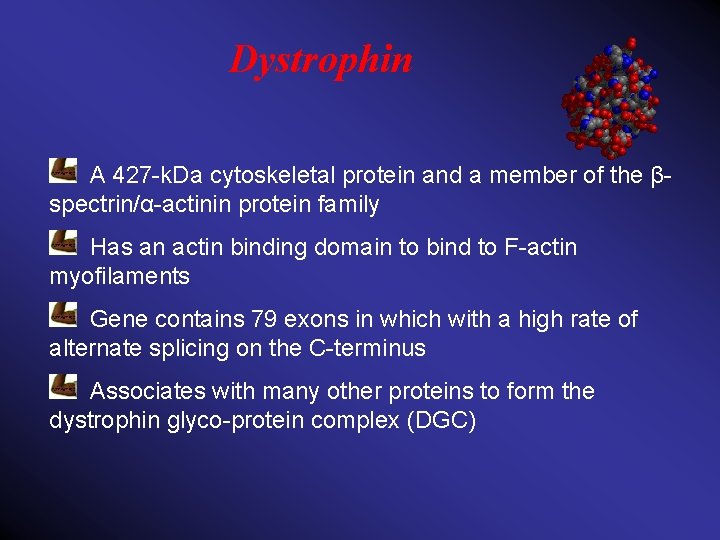Dystrophin A 427 -k. Da cytoskeletal protein and a member of the βspectrin/α-actinin protein
