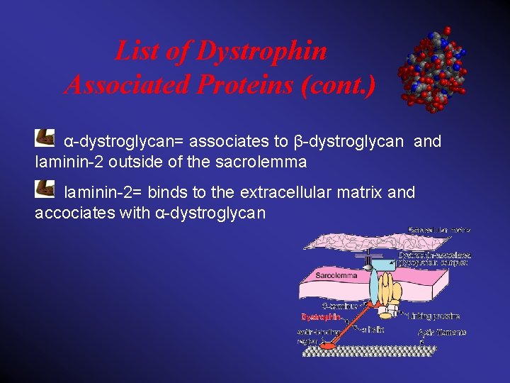 List of Dystrophin Associated Proteins (cont. ) α-dystroglycan= associates to β-dystroglycan and laminin-2 outside