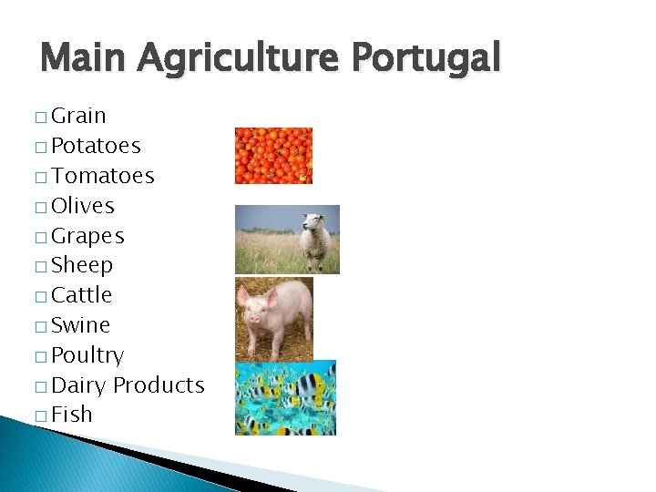 Main Agriculture Portugal � Grain � Potatoes � Tomatoes � Olives � Grapes �