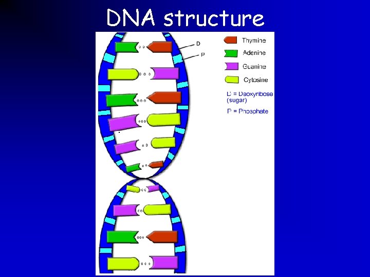 DNA structure 