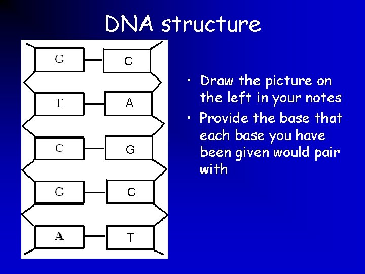 DNA structure C A G C T • Draw the picture on the left