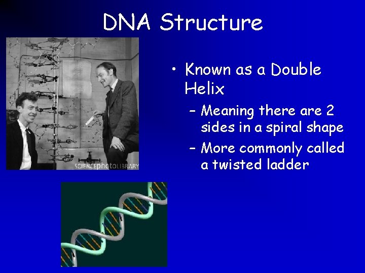 DNA Structure • Known as a Double Helix – Meaning there are 2 sides