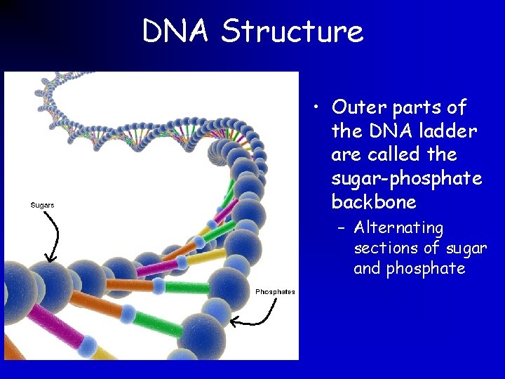 DNA Structure • Outer parts of the DNA ladder are called the sugar-phosphate backbone