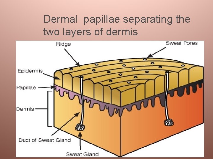 Dermal papillae separating the two layers of dermis 