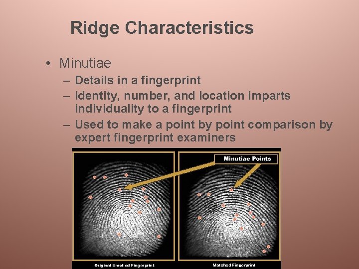 Ridge Characteristics • Minutiae – Details in a fingerprint – Identity, number, and location