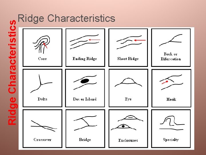 Ridge Characteristics 