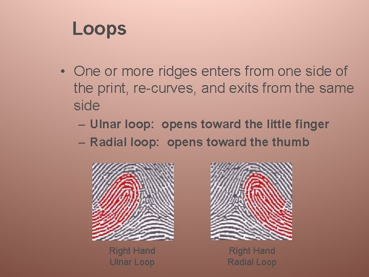 Loops • One or more ridges enters from one side of the print, re-curves,