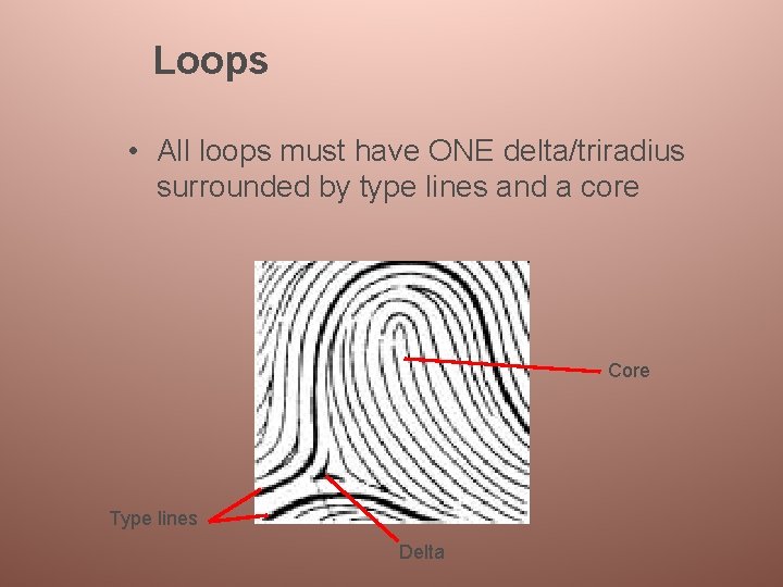 Loops • All loops must have ONE delta/triradius surrounded by type lines and a