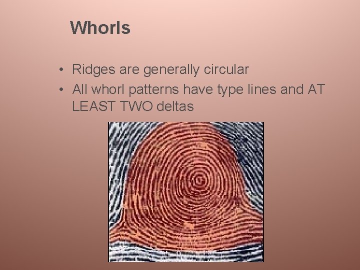 Whorls • Ridges are generally circular • All whorl patterns have type lines and