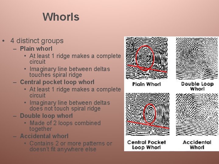 Whorls • 4 distinct groups – Plain whorl • At least 1 ridge makes