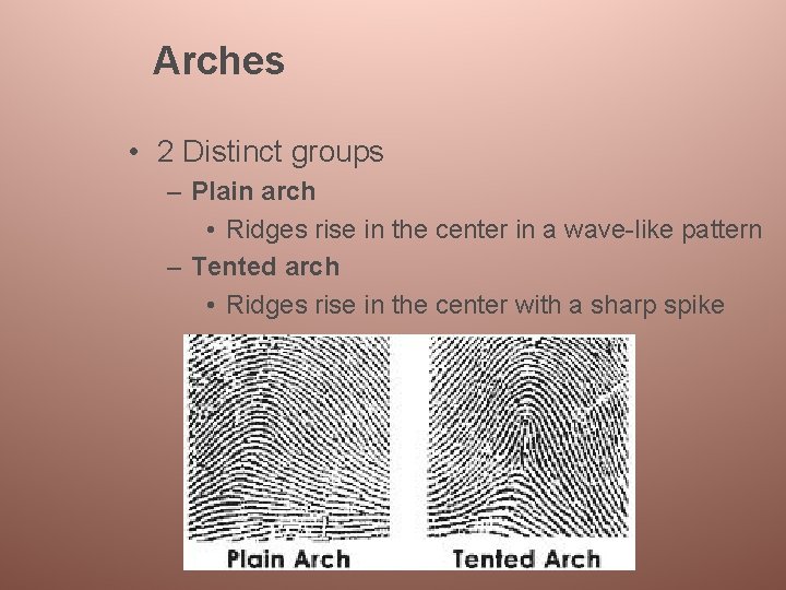 Arches • 2 Distinct groups – Plain arch • Ridges rise in the center