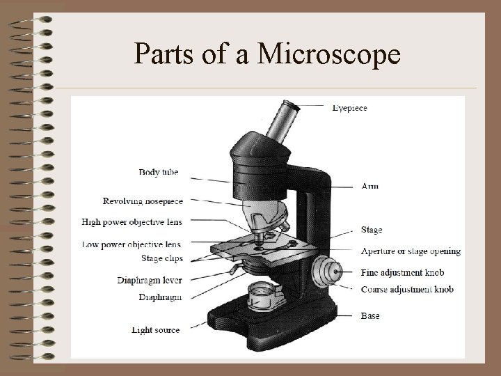 Parts of a Microscope 