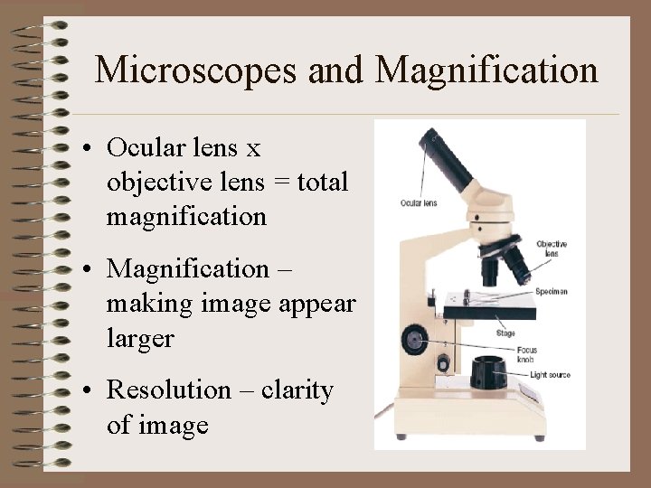 Microscopes and Magnification • Ocular lens x objective lens = total magnification • Magnification