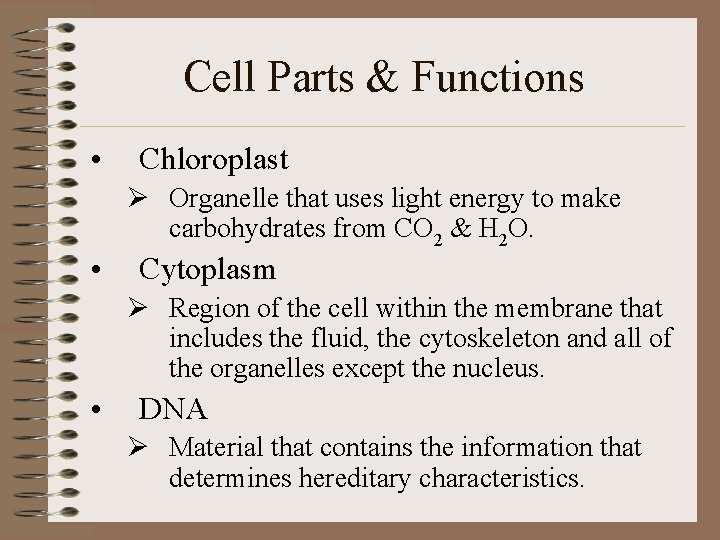 Cell Parts & Functions • Chloroplast Ø Organelle that uses light energy to make