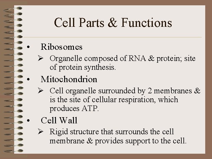 Cell Parts & Functions • Ribosomes Ø Organelle composed of RNA & protein; site