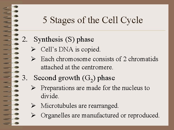 5 Stages of the Cell Cycle 2. Synthesis (S) phase Ø Cell’s DNA is