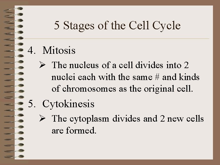 5 Stages of the Cell Cycle 4. Mitosis Ø The nucleus of a cell
