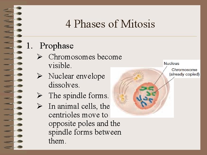 4 Phases of Mitosis 1. Prophase Ø Chromosomes become visible. Ø Nuclear envelope dissolves.
