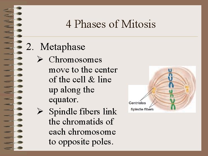 4 Phases of Mitosis 2. Metaphase Ø Chromosomes move to the center of the