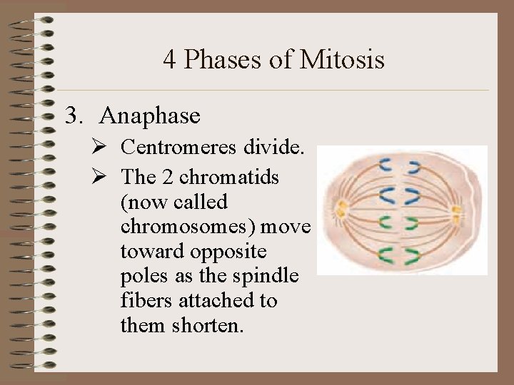 4 Phases of Mitosis 3. Anaphase Ø Centromeres divide. Ø The 2 chromatids (now