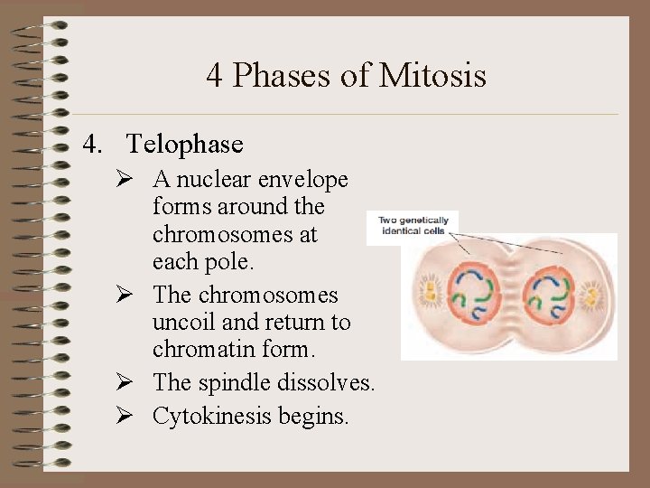 4 Phases of Mitosis 4. Telophase Ø A nuclear envelope forms around the chromosomes