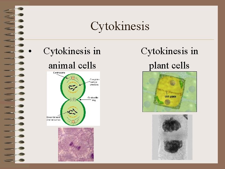Cytokinesis • Cytokinesis in animal cells Cytokinesis in plant cells 